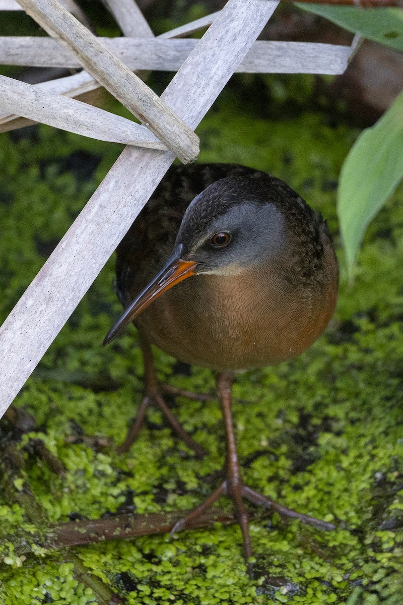 Virginia Rail - ML620640808