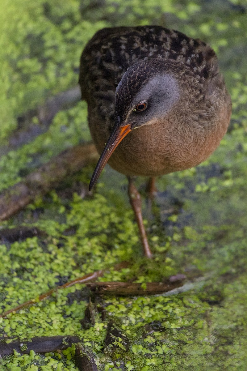 Virginia Rail - ML620640809