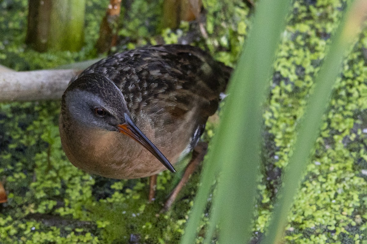 Virginia Rail - ML620640810