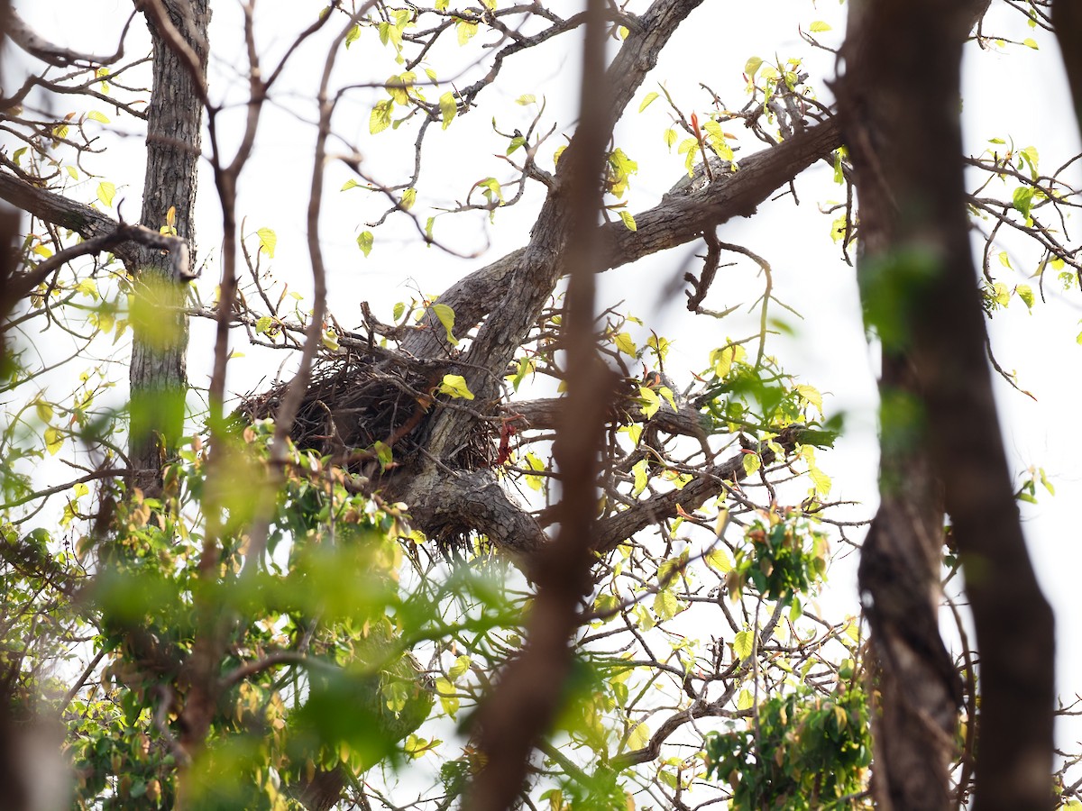 Changeable Hawk-Eagle - ML620640811