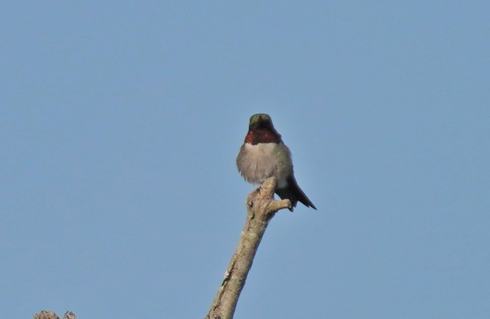 Colibri à gorge rubis - ML620640814