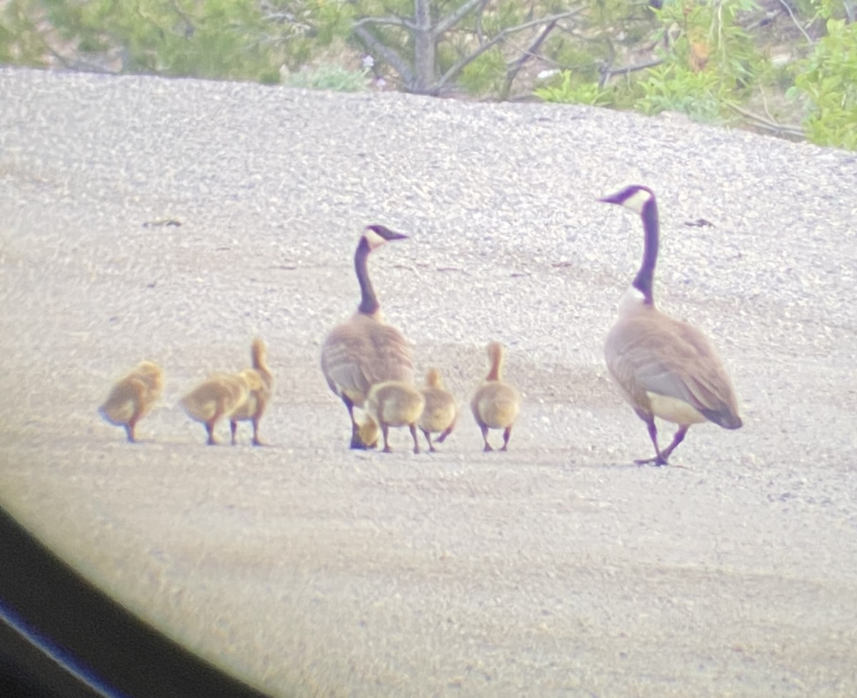 Canada Goose - ML620640816