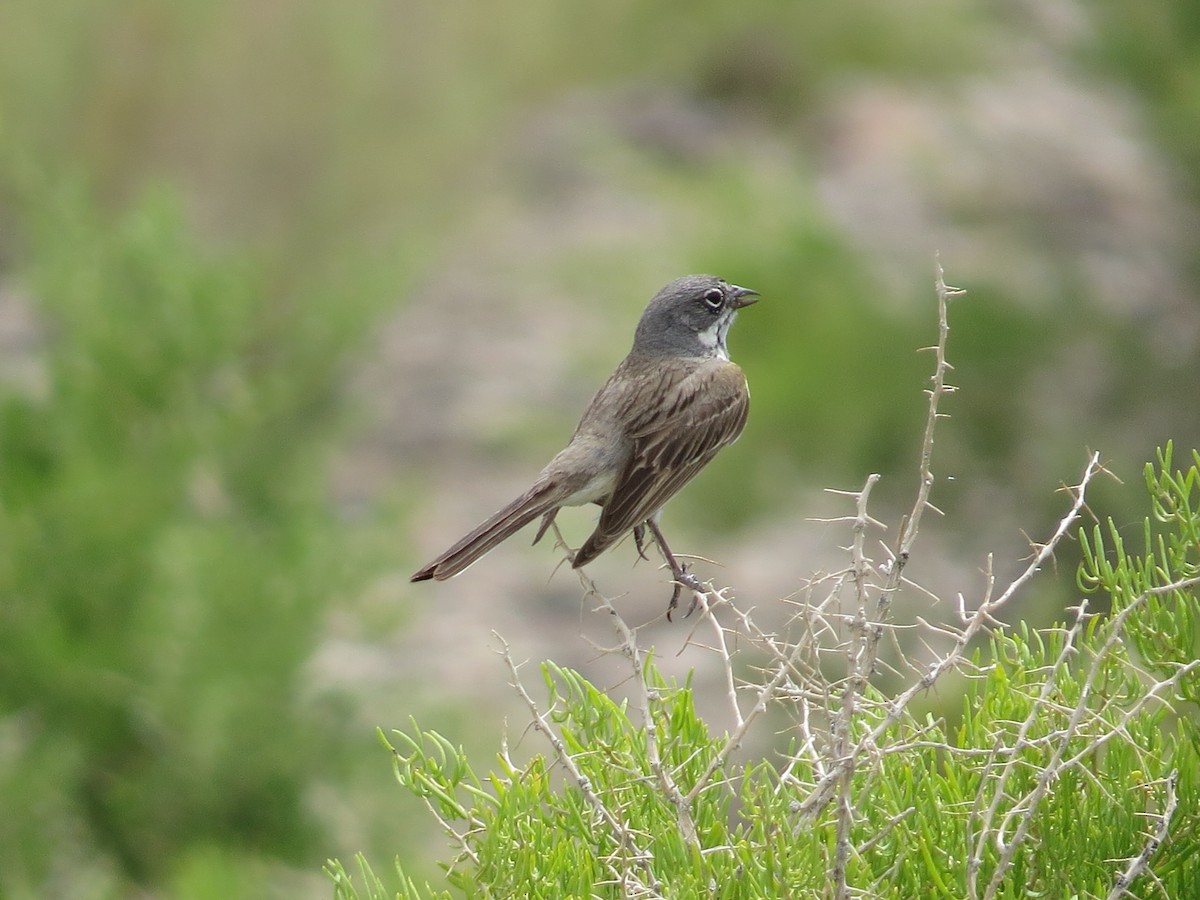 Sagebrush Sparrow - ML620640821