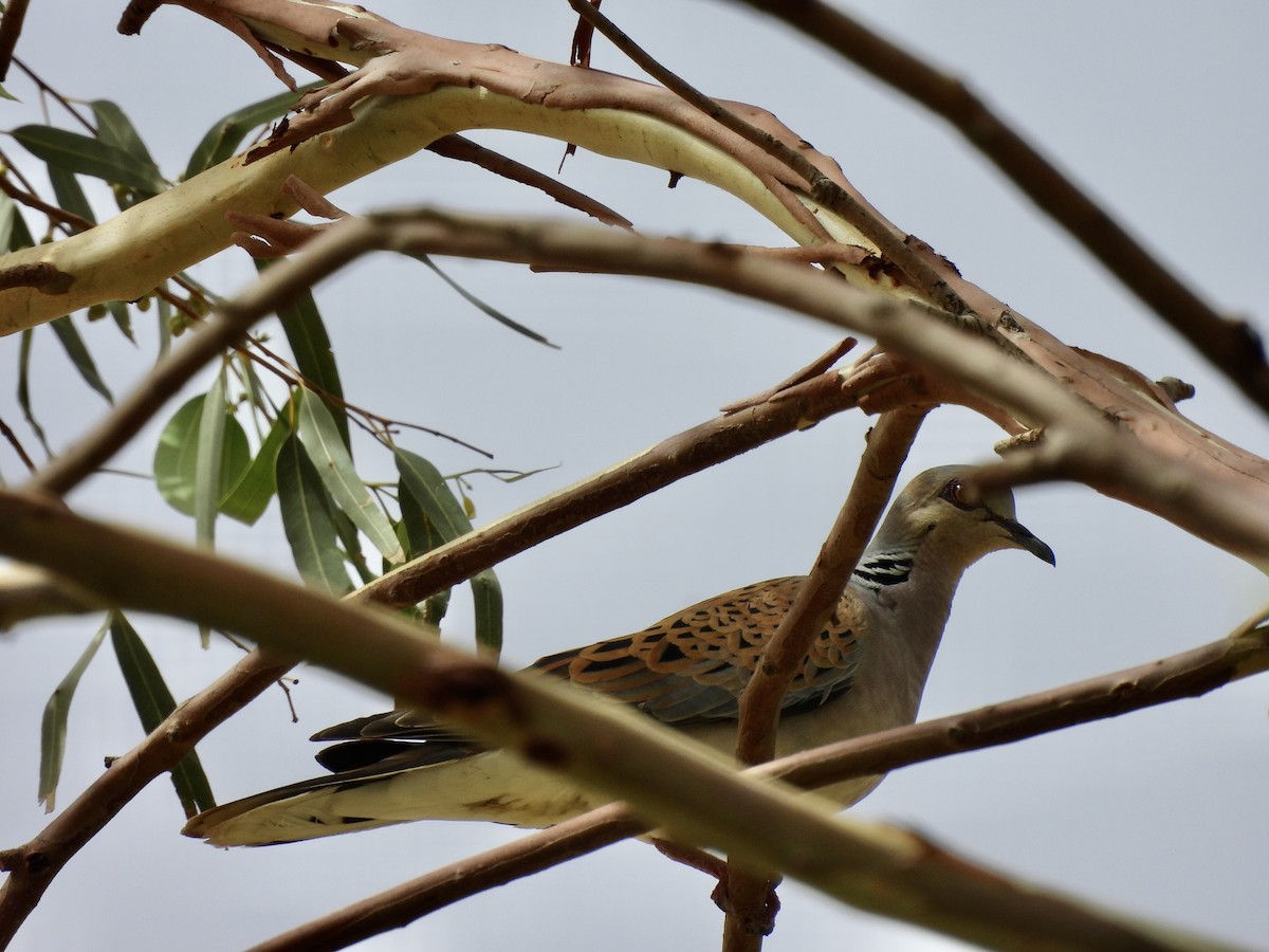 European Turtle-Dove - ML620640822