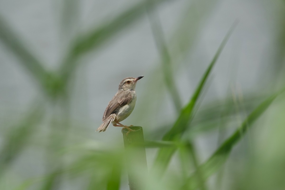 Plain Prinia - ML620640825