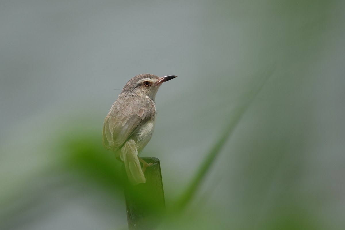 Plain Prinia - ML620640826