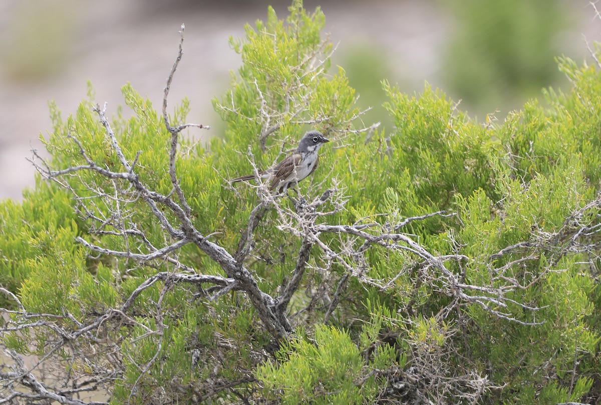 Sagebrush Sparrow - ML620640827