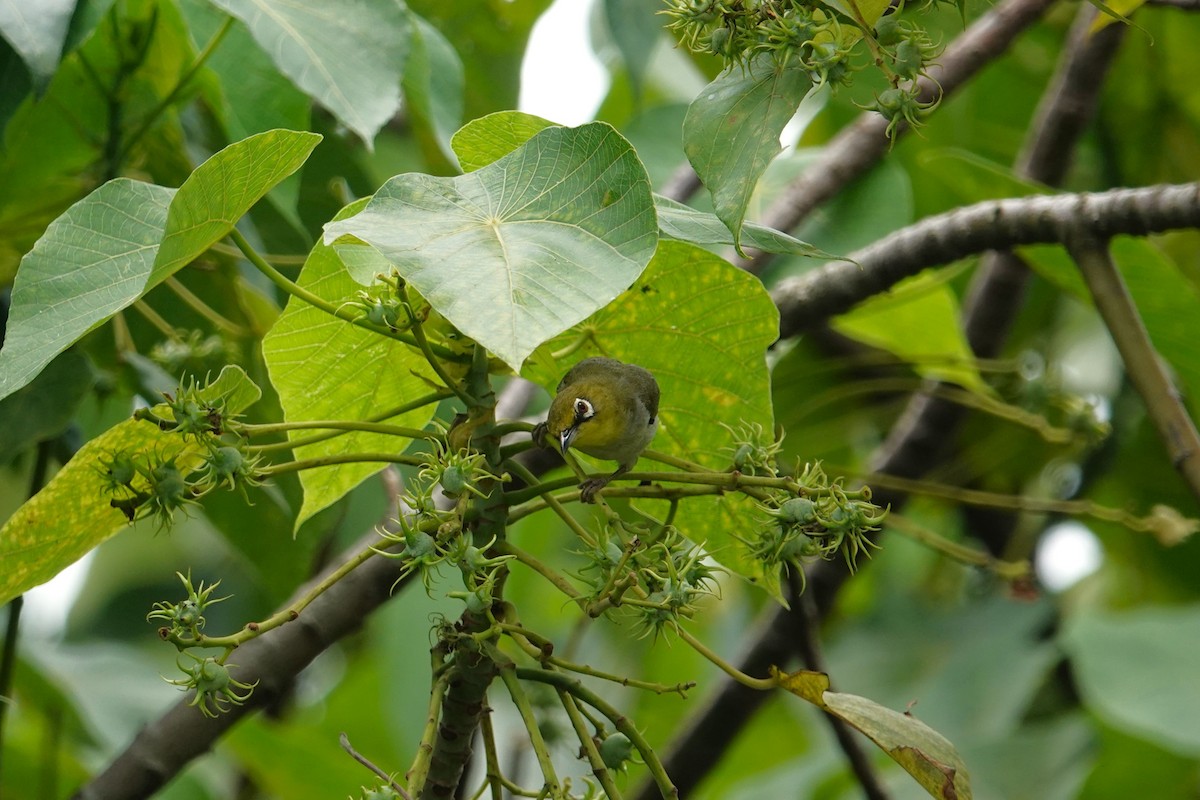 Swinhoe's White-eye - ML620640832