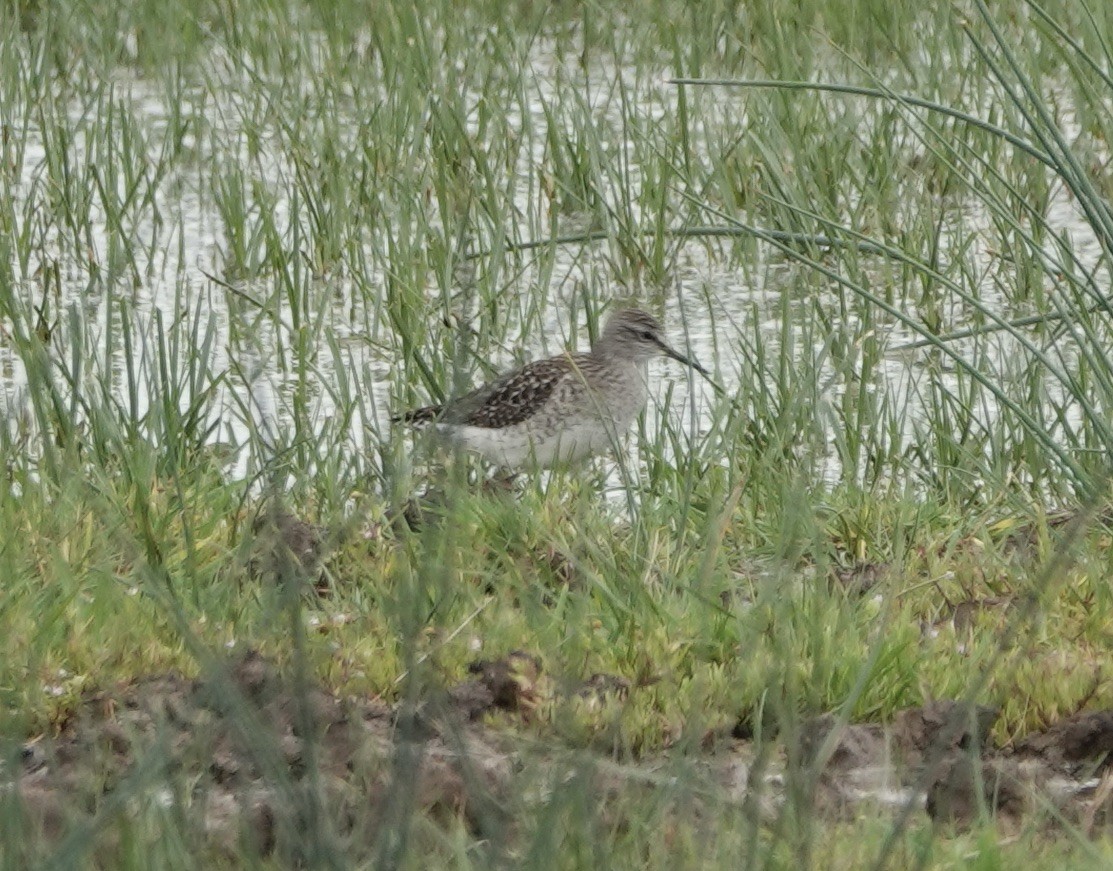 vodouš bahenní - ML620640833