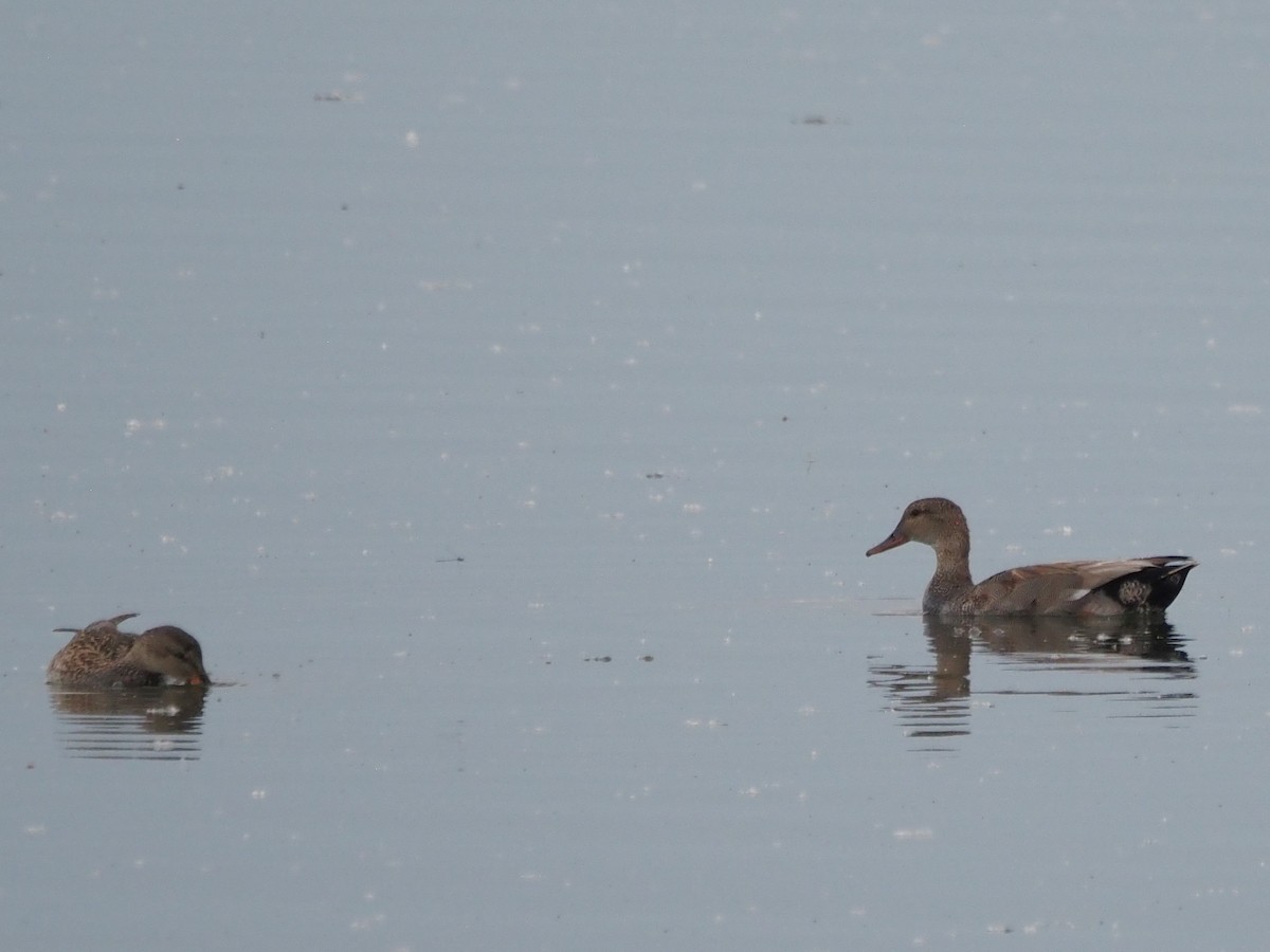 Gadwall - ML620640837