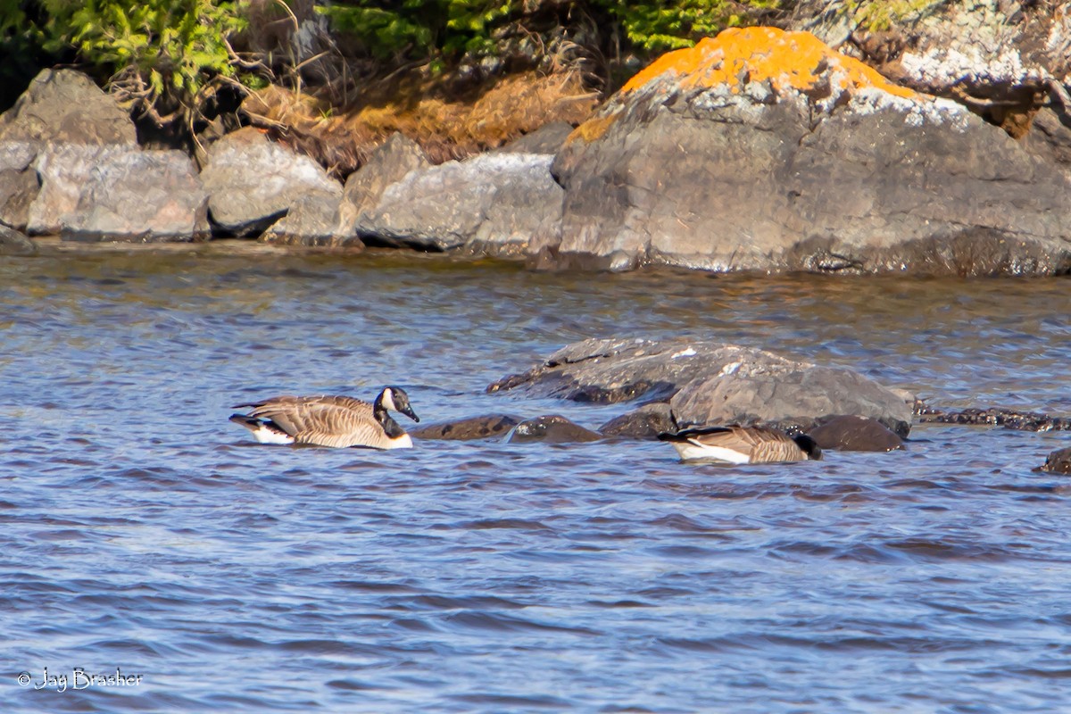 Canada Goose - Jay Brasher