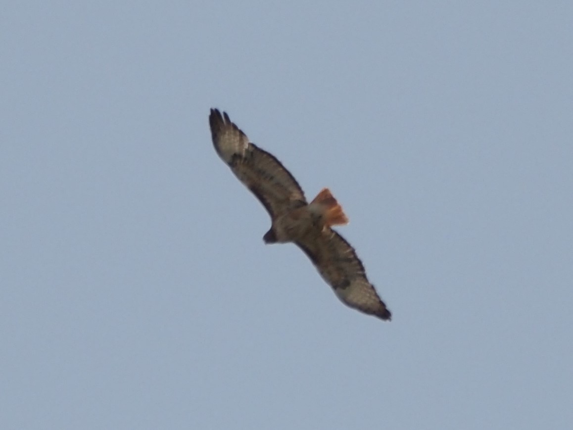 Red-tailed Hawk - ML620640848