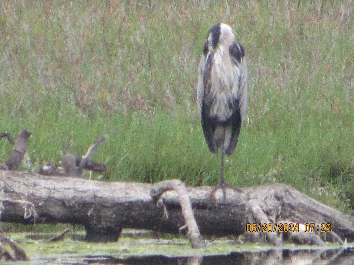 Great Blue Heron - ML620640855