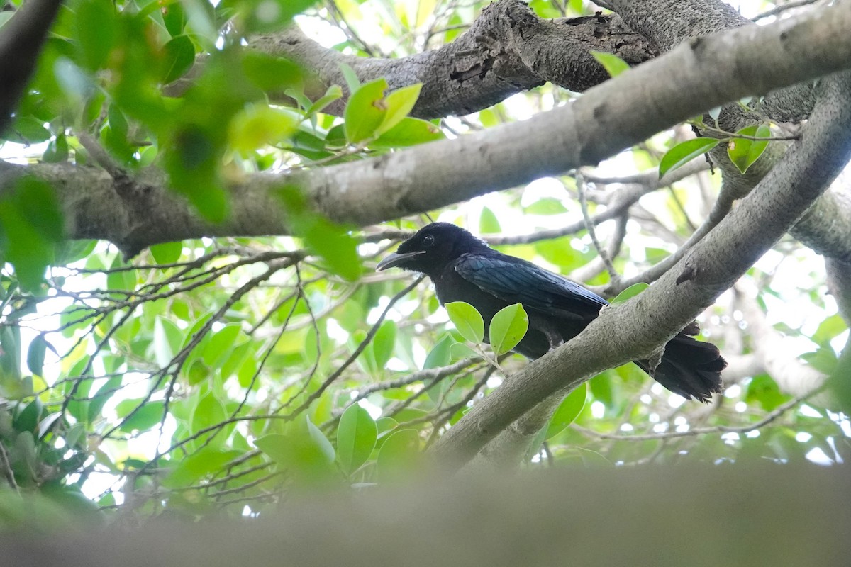 Hair-crested Drongo - ML620640857