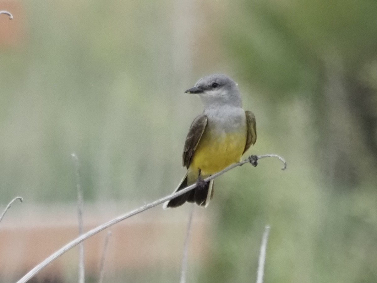 Western Kingbird - ML620640860