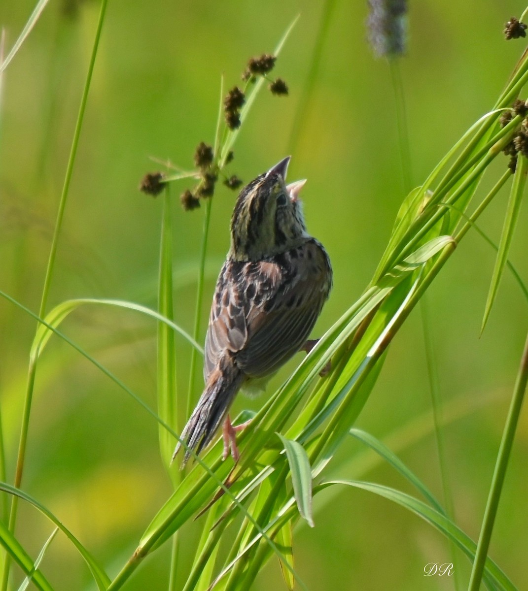 Henslow's Sparrow - ML620640867