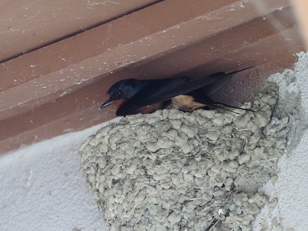 Barn Swallow - ML620640871