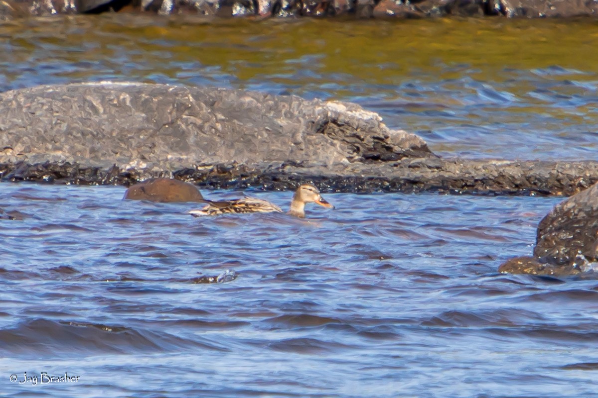 Canard colvert - ML620640874