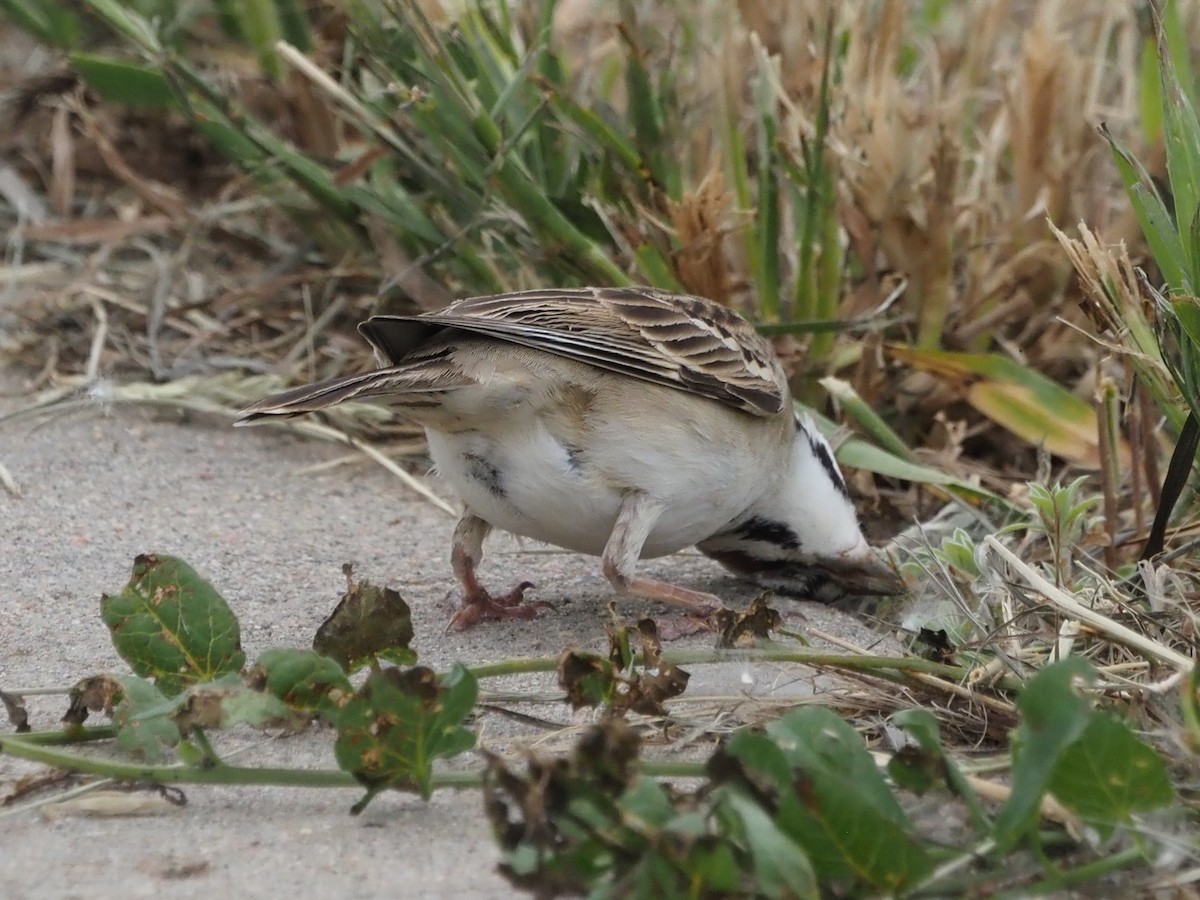 Lark Sparrow - ML620640875