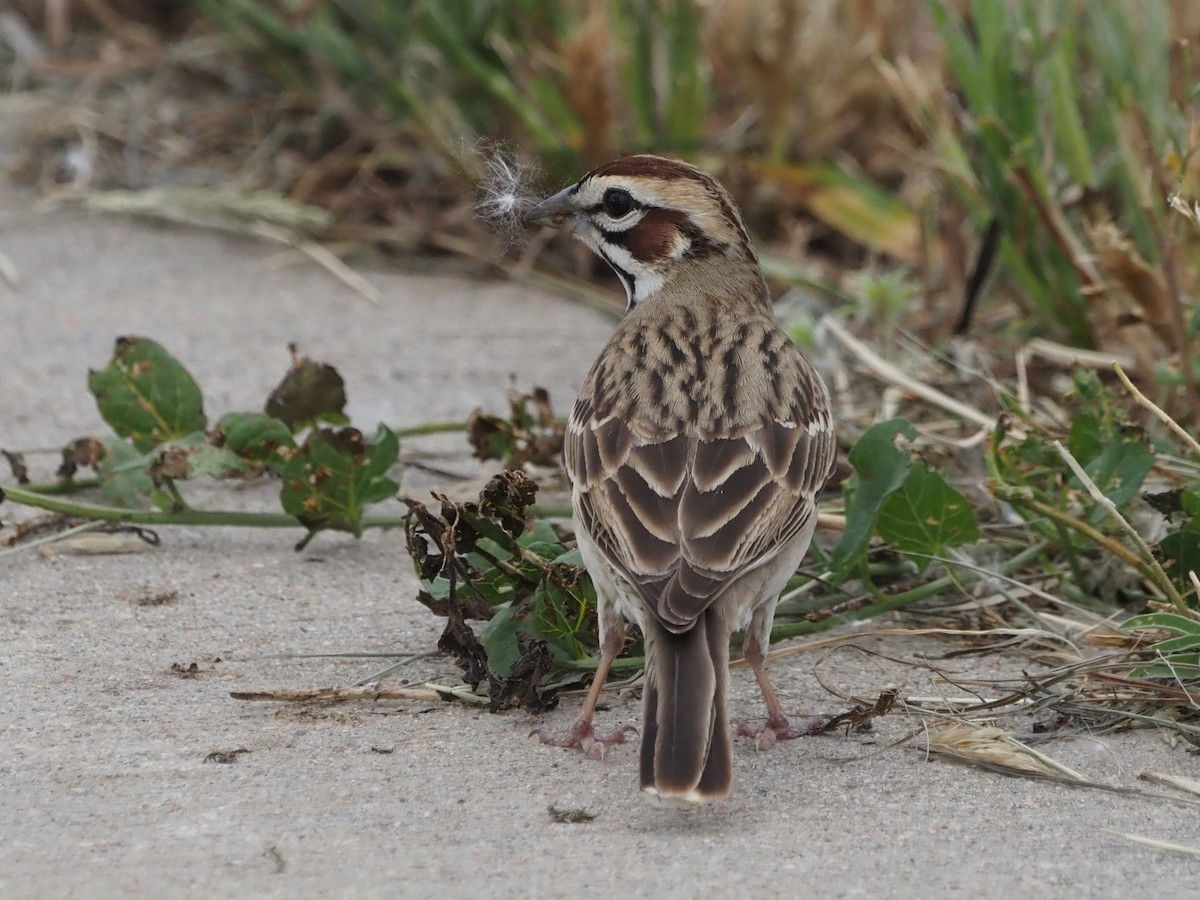 Lark Sparrow - ML620640876