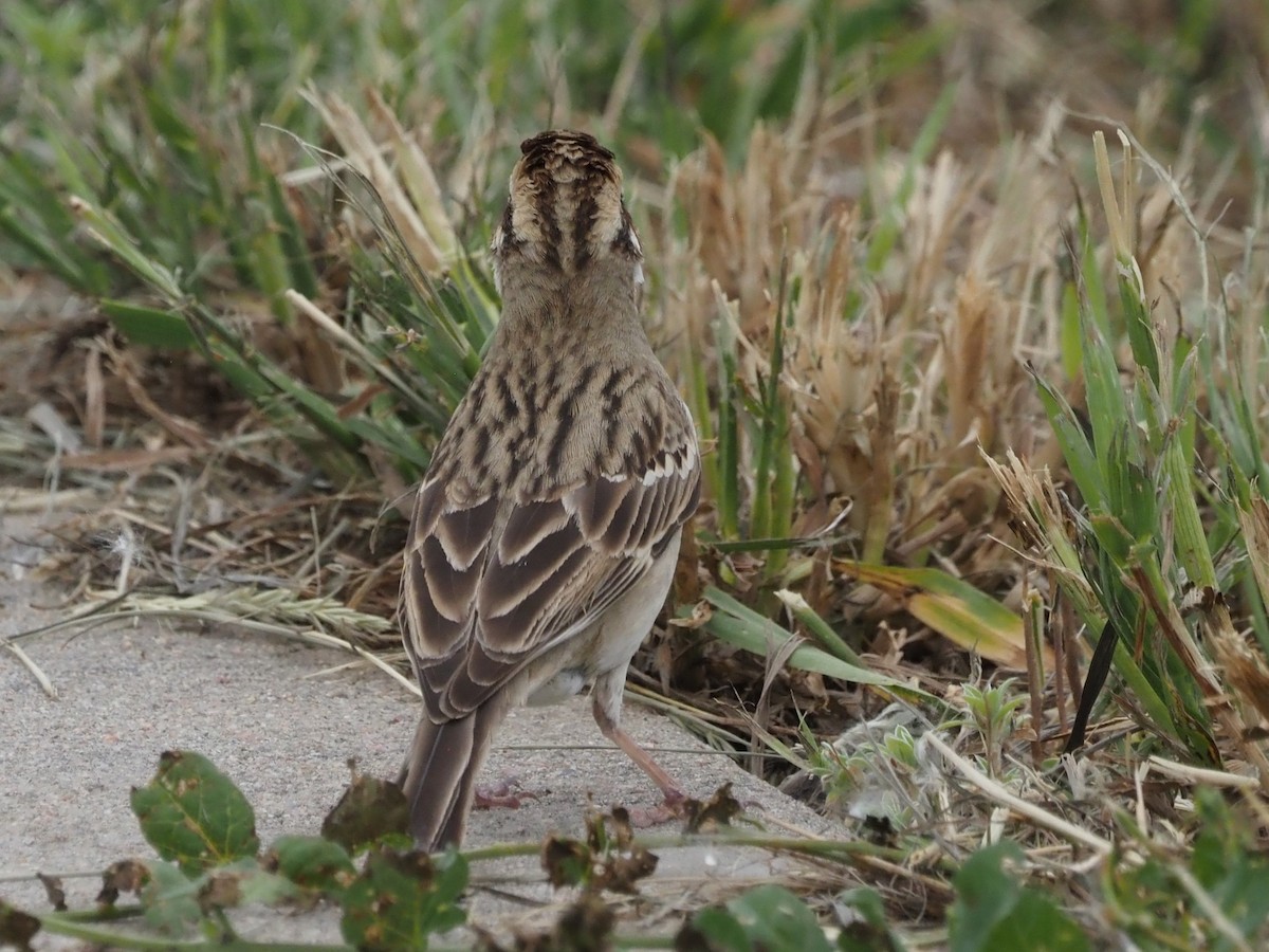 Lark Sparrow - ML620640878