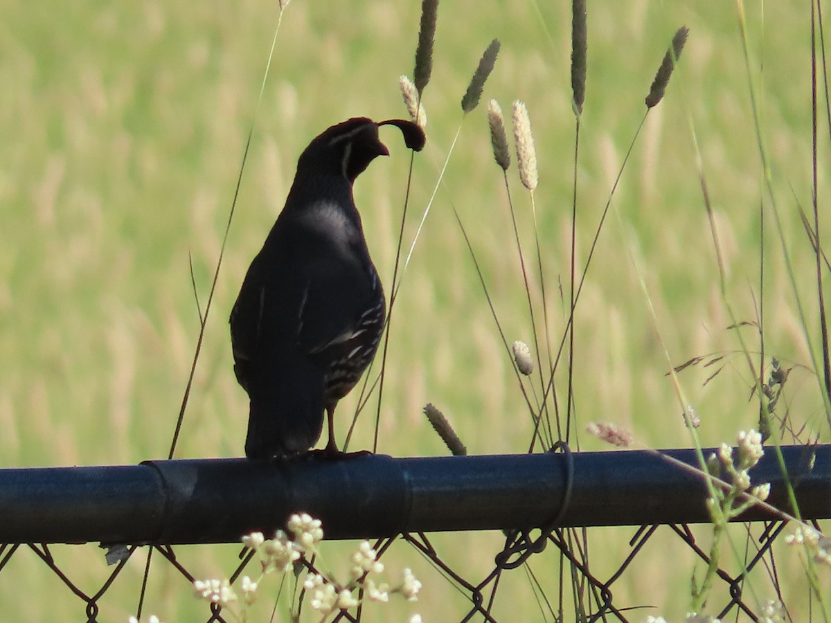 California Quail - ML620640880