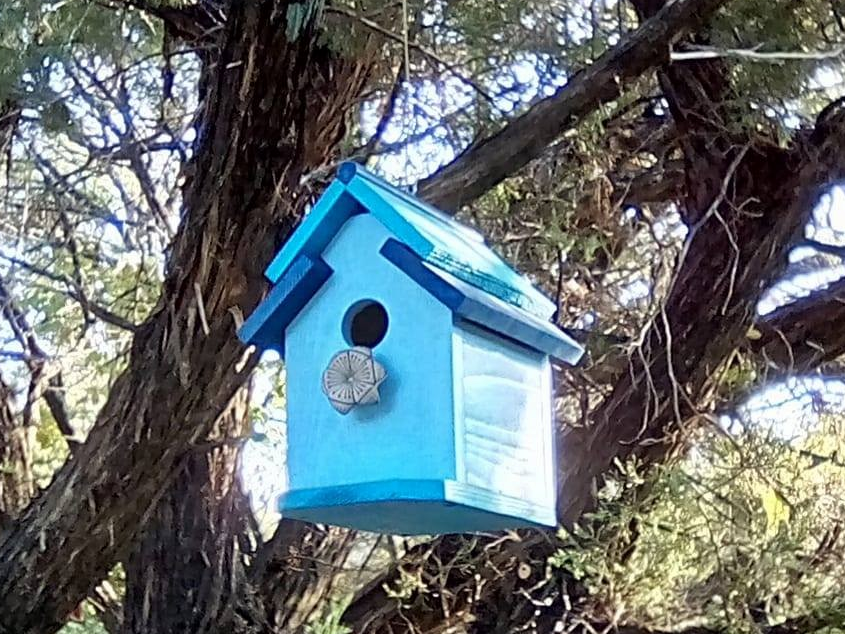 Black-crested Titmouse - ML620640881