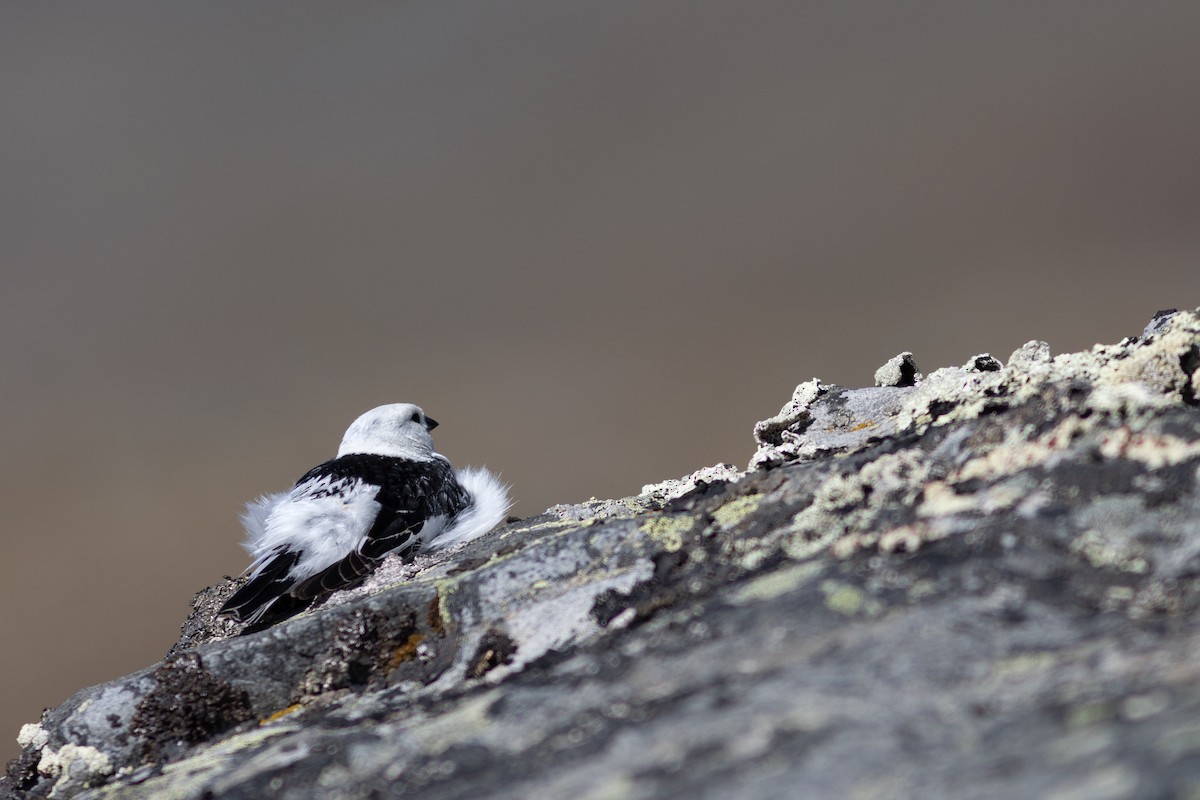 Snow Bunting - ML620640882