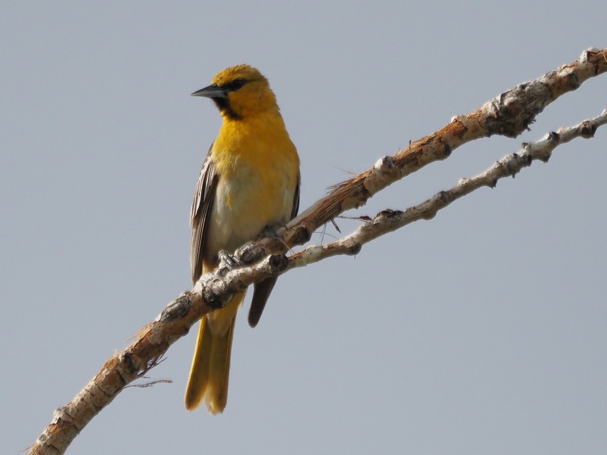 Bullock's Oriole - ML620640884