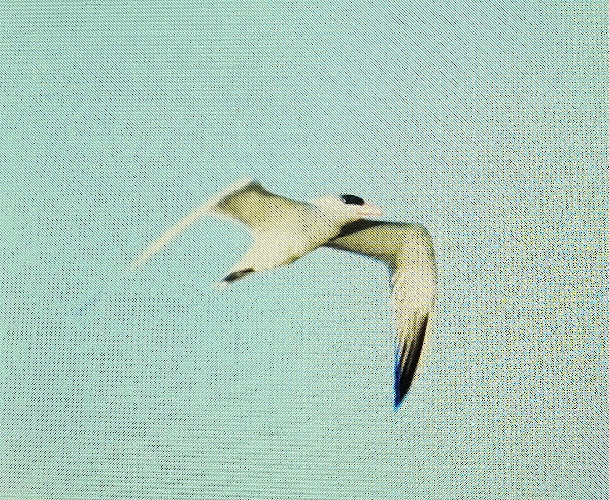 Caspian Tern - ML620640886