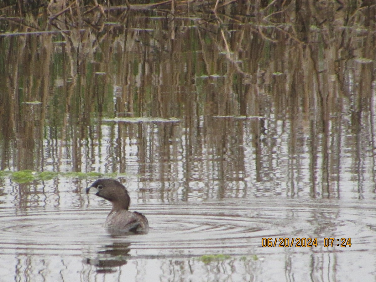 Pied-billed Grebe - ML620640896