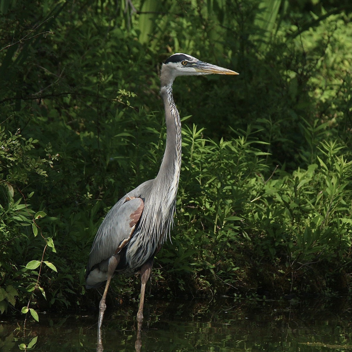 Great Blue Heron (Great Blue) - ML620640897