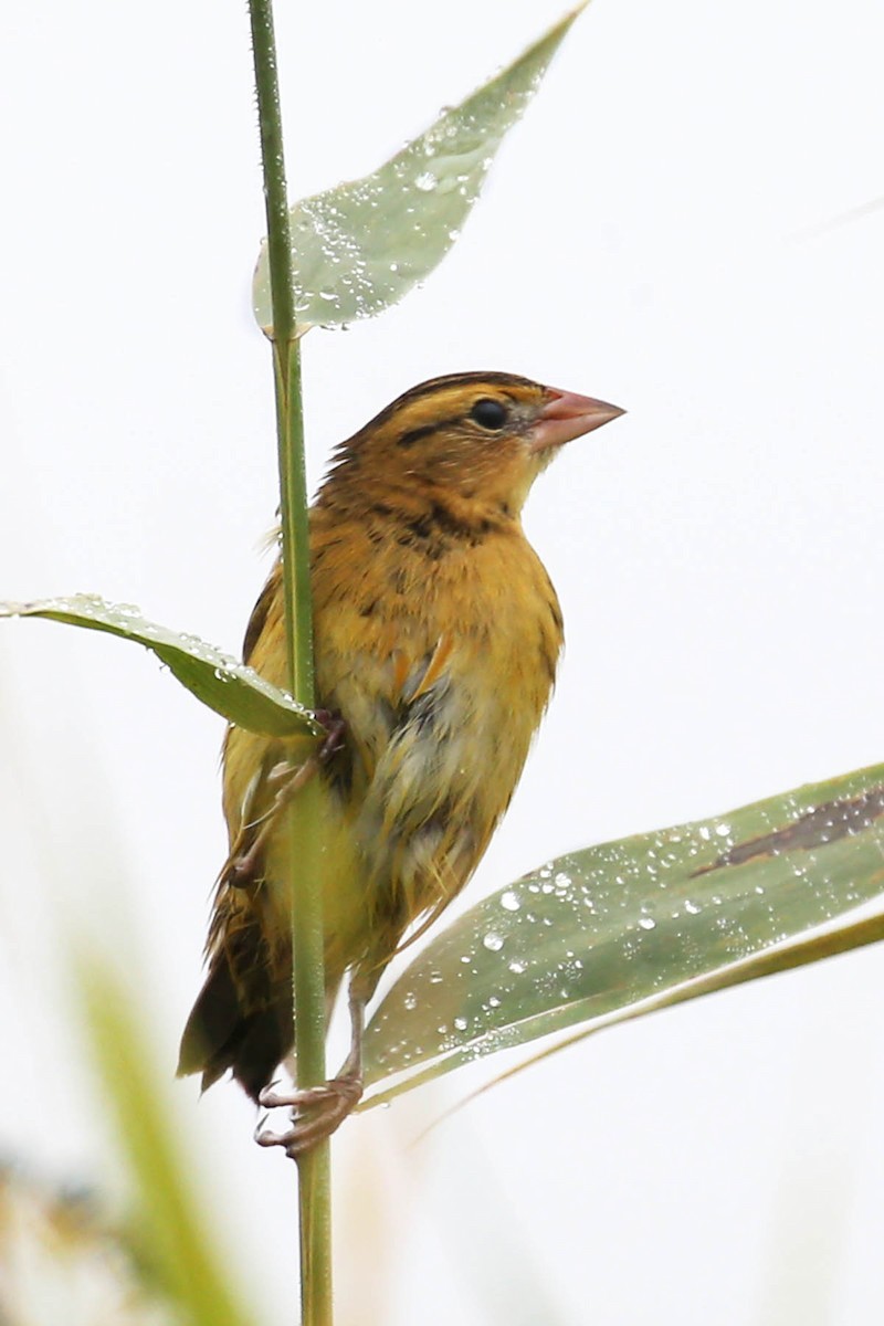 bobolink americký - ML620640898