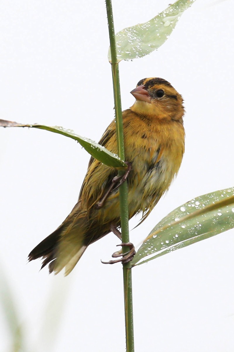 bobolink americký - ML620640899