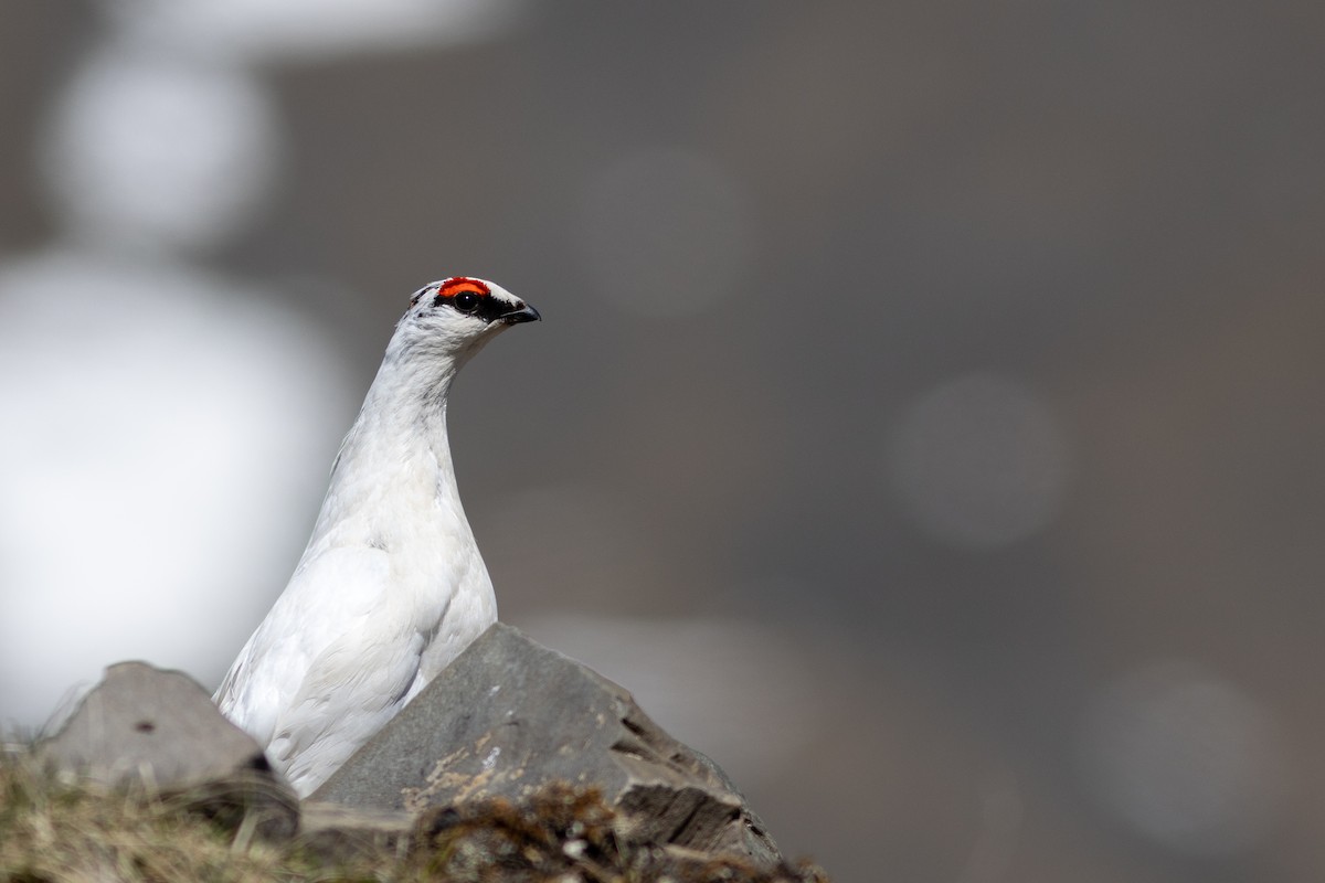 Rock Ptarmigan - ML620640901