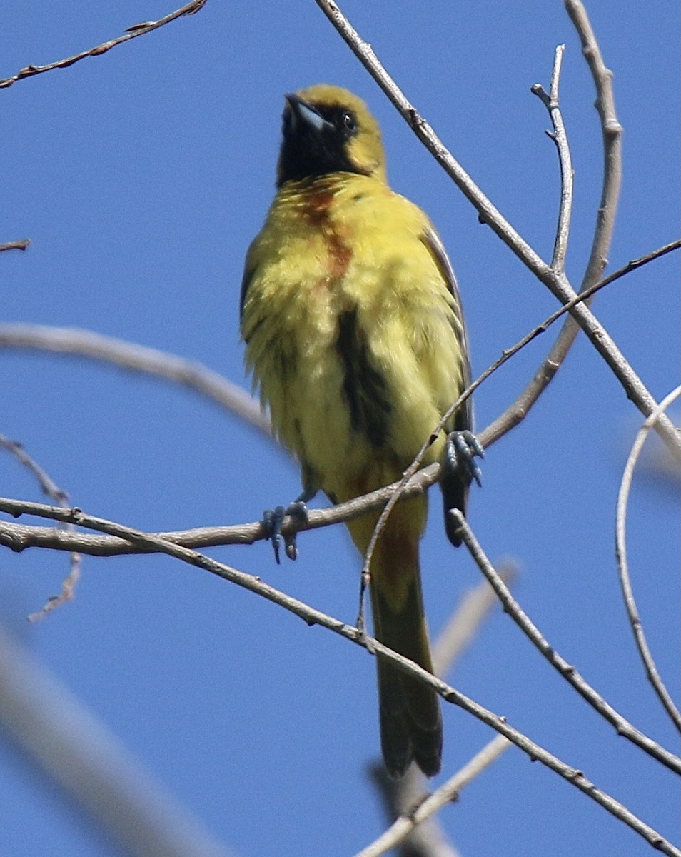 Orchard Oriole - ML620640902