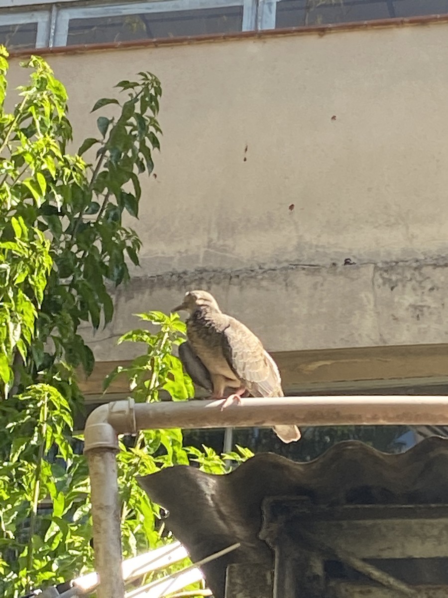 Picazuro Pigeon - Kleber Caldeira