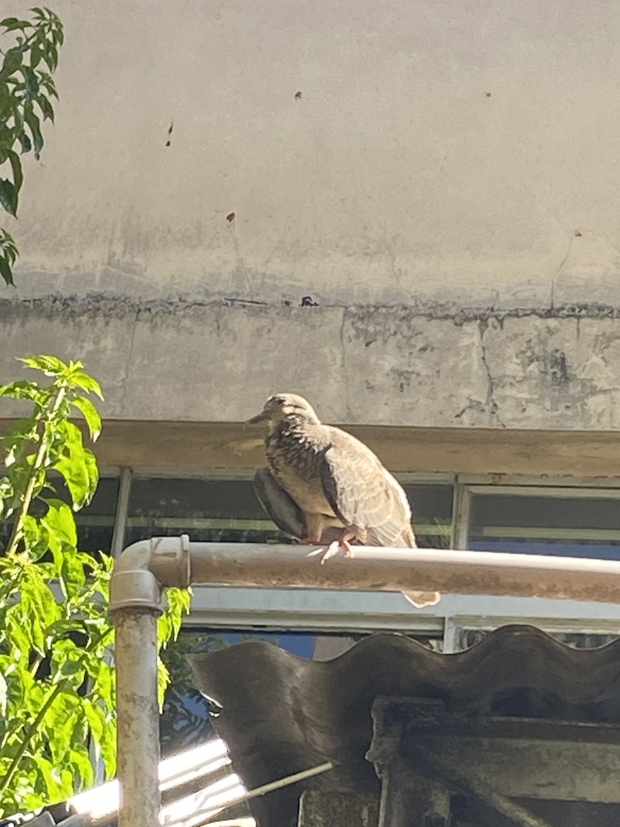 Picazuro Pigeon - ML620640905