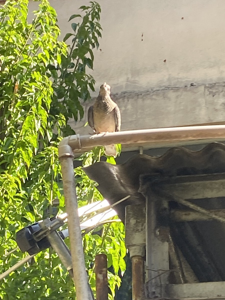 Picazuro Pigeon - ML620640906