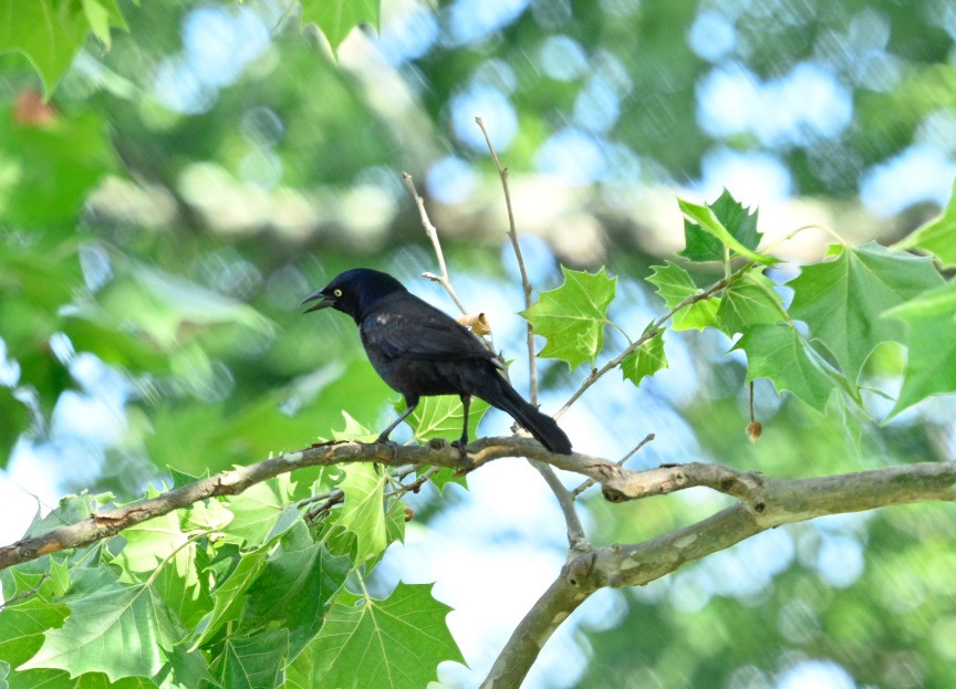 Common Grackle - ML620640908