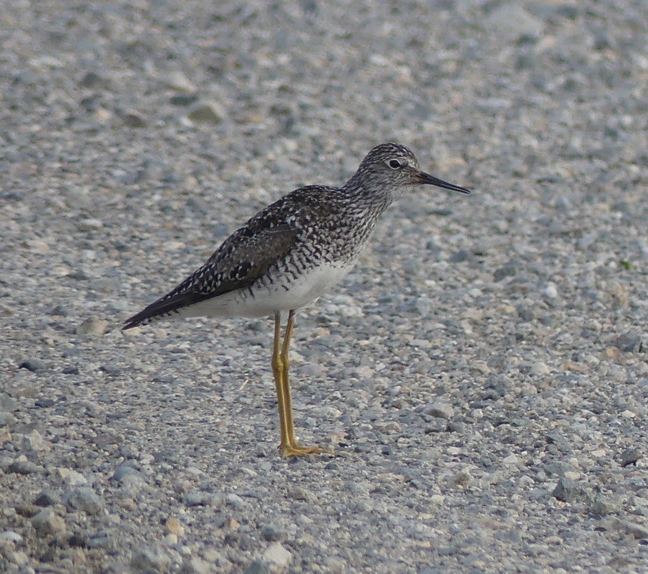 Lesser Yellowlegs - ML620640909