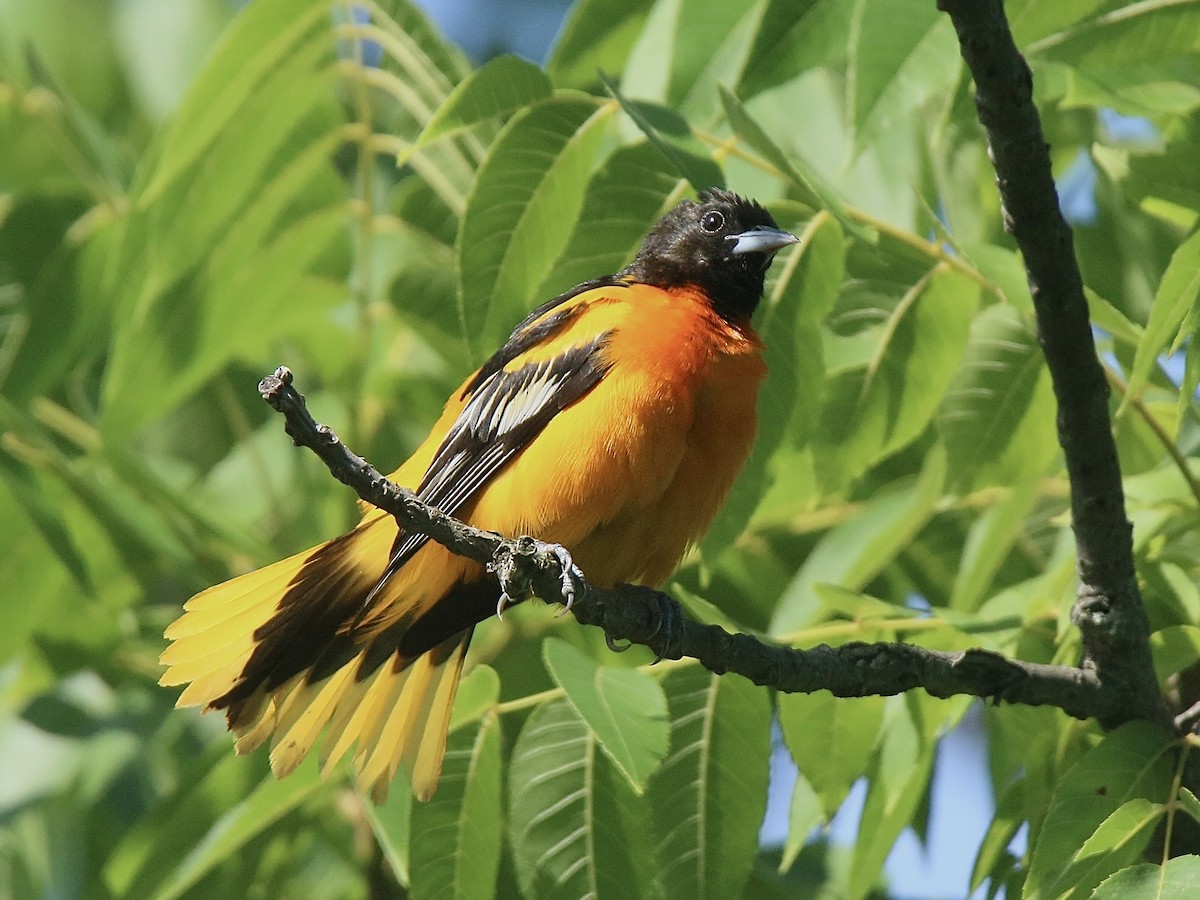 Oriole de Baltimore - ML620640910