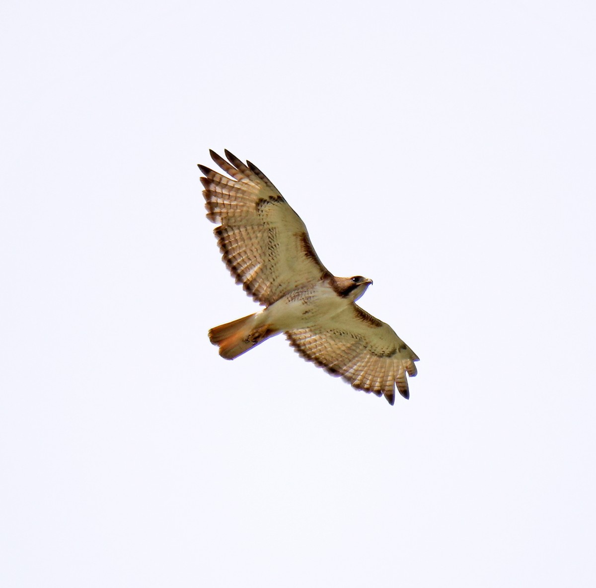 Red-tailed Hawk - ML620640913