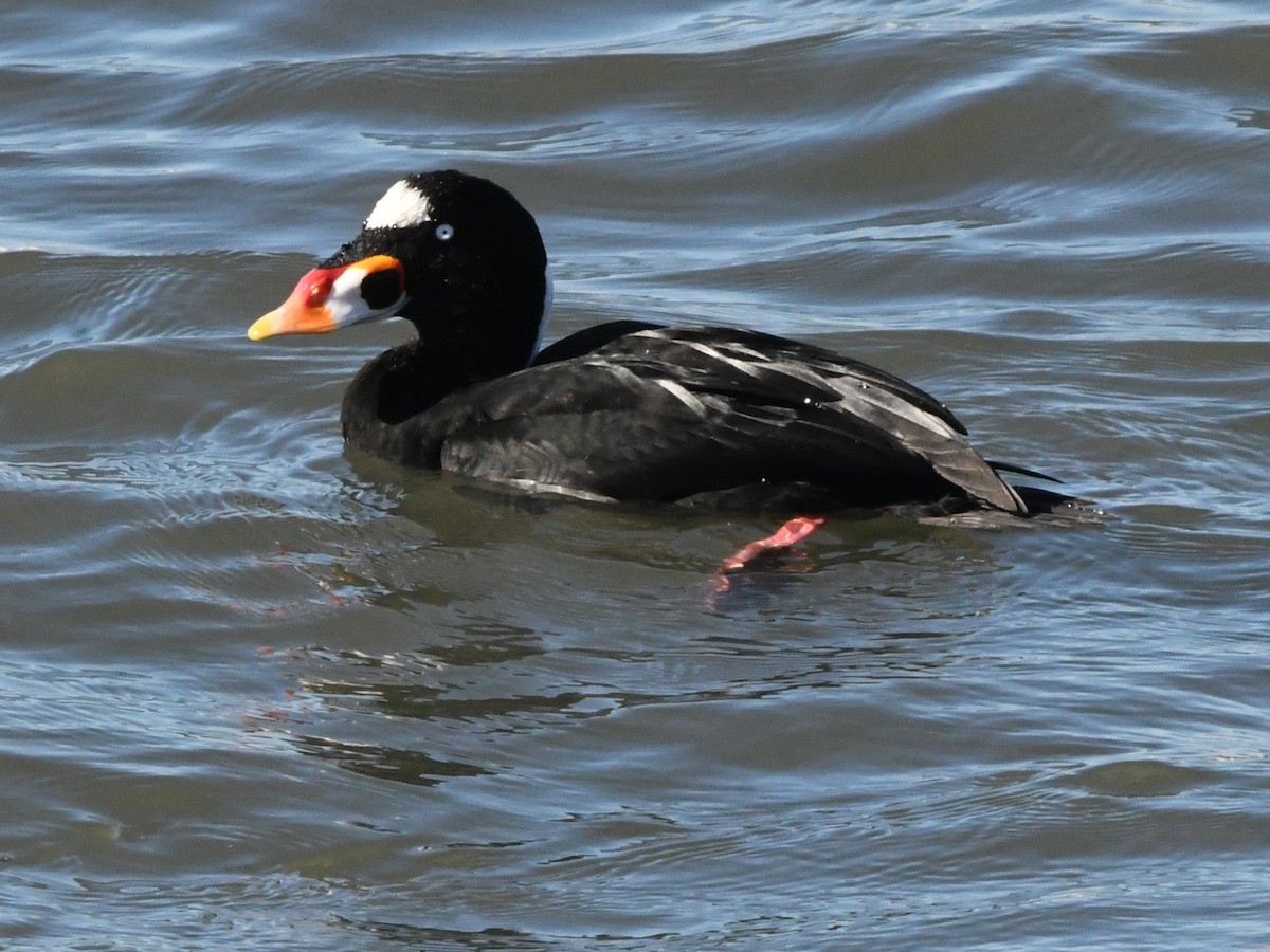 Surf Scoter - Robert Scrimger