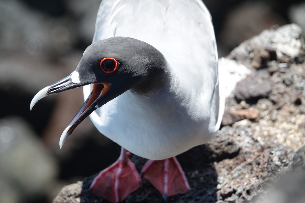 Gaviota Tijereta - ML620640919