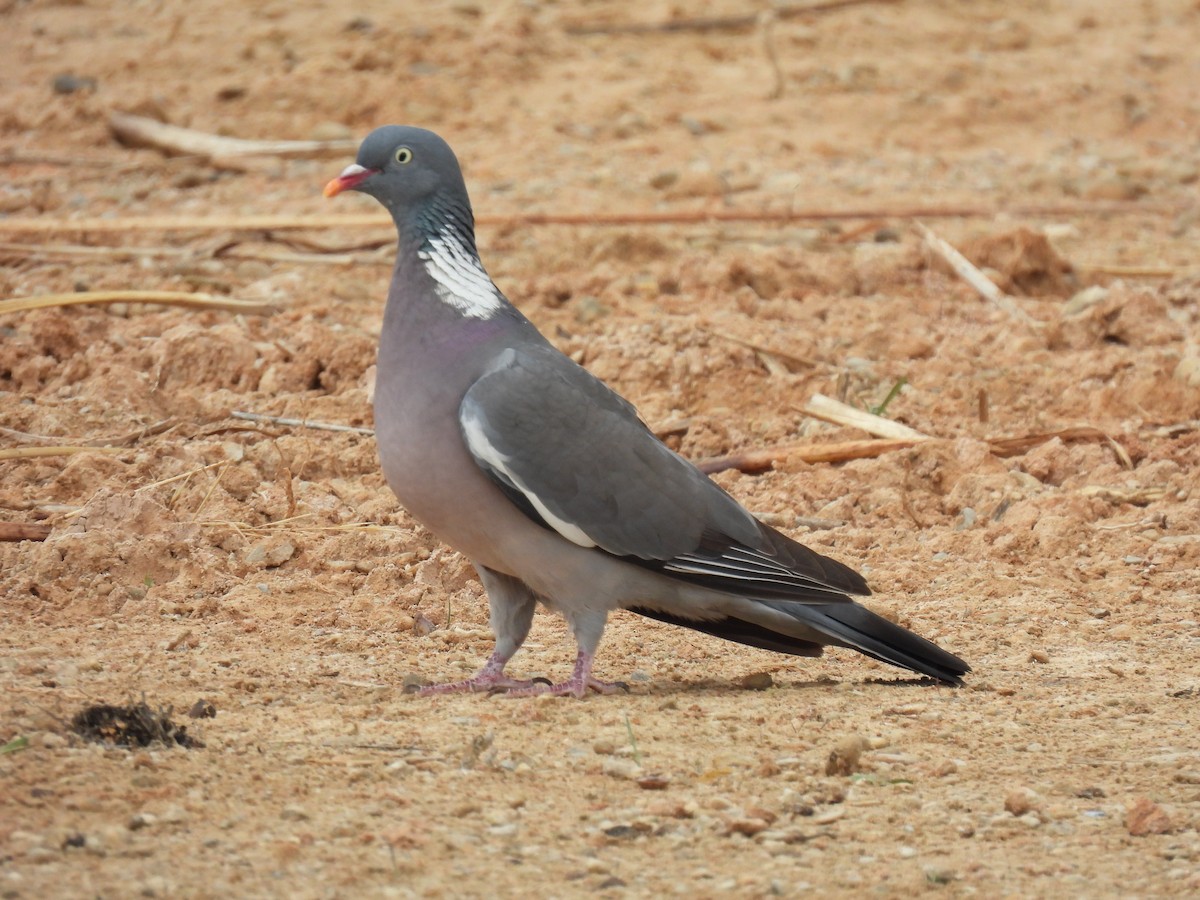 Common Wood-Pigeon - ML620640920