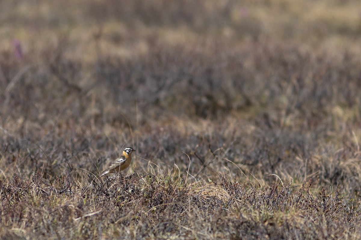 Smith's Longspur - Justin Saunders