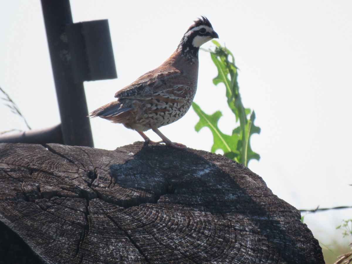 Northern Bobwhite - ML620640923