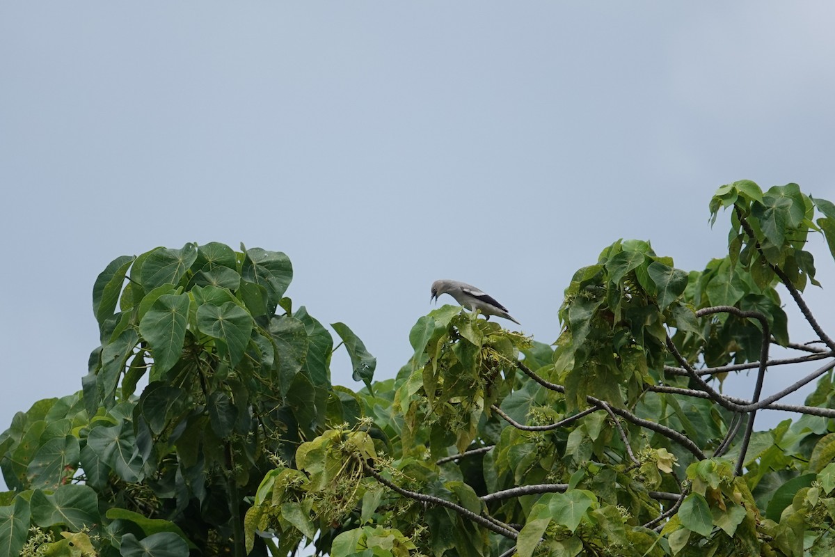 White-shouldered Starling - ML620640924