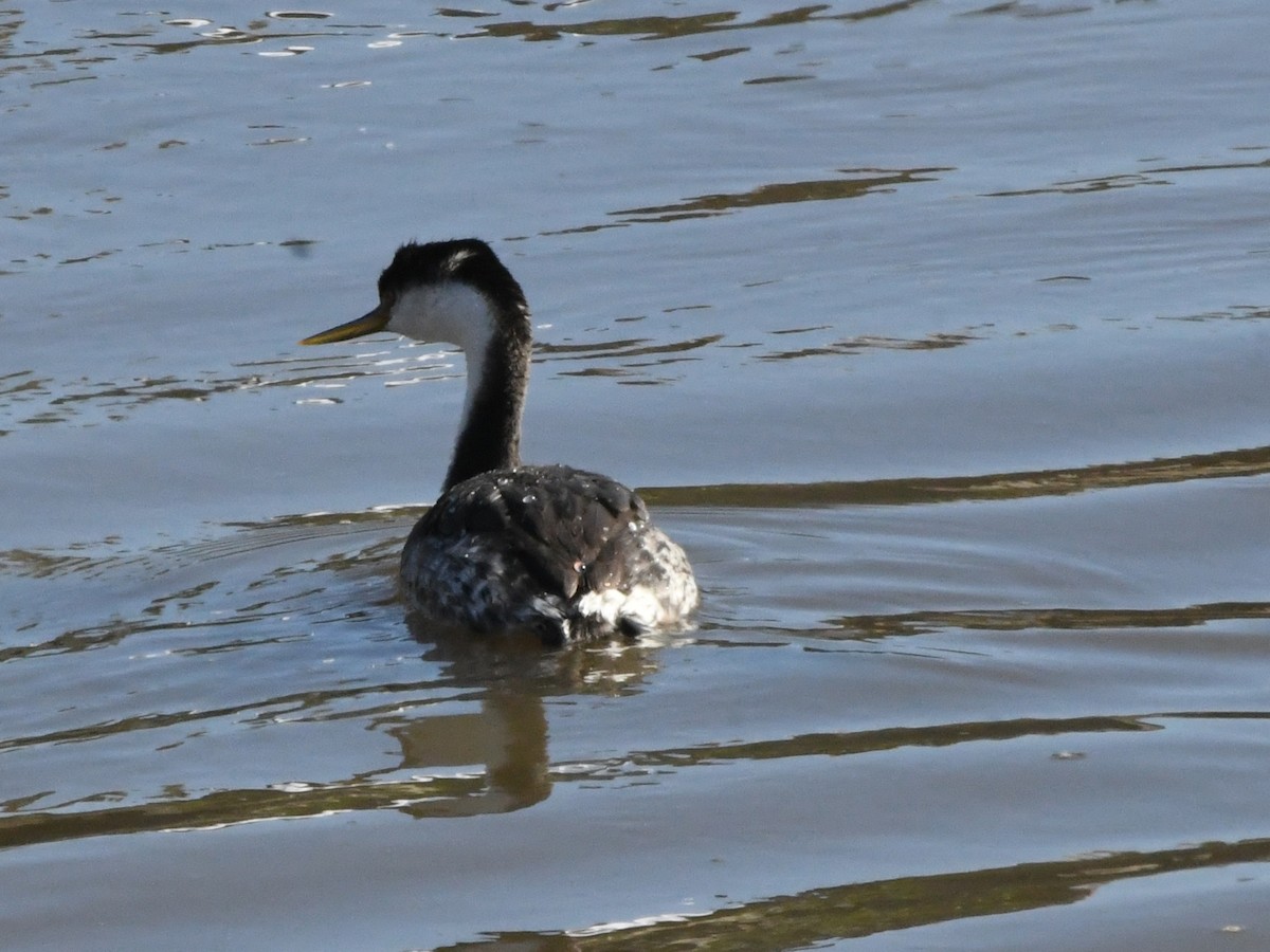 Western Grebe - ML620640931